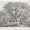 Ash trees, at Woburn Abbey, Seat of his Grace, the Duke of Bedford.