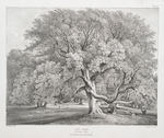 Ash trees, at Woburn Abbey, Seat of his Grace, the Duke of Bedford.