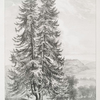 Silver fir, Westbrook Park, Godalming, Surrey, Seat of R. Cahill Esqr.