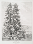 Silver fir, Westbrook Park, Godalming, Surrey, Seat of R. Cahill Esqr.