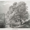 Sycamore tree, at Hawthornden near Roslin, Scotland.