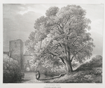Sycamore tree, at Hawthornden near Roslin, Scotland.