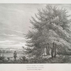 Holly-bush or tree, in the Park at Woburn Abbey, Bedfordshire, Seat of his Grrace the Duke of Bedford.
