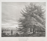 Holly-bush or tree, in the Park at Woburn Abbey, Bedfordshire, Seat of his Grrace the Duke of Bedford.