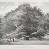 An old Yew, Anckerwycke nearStaines, Seat of G.S. Harcourt Esqr.
