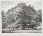 An old Yew, Anckerwycke nearStaines, Seat of G.S. Harcourt Esqr.