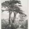 Ancient cedar of Lebanon, in the Botanical Gardens, Chelsea.