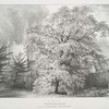 Acacia, at Buckland Abbey, Devonshire, Seat of Sir T.Trayton Fuller - Ellcott Drake, Bart.