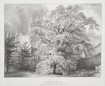 Acacia, at Buckland Abbey, Devonshire, Seat of Sir T.Trayton Fuller - Ellcott Drake, Bart.