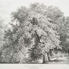 Horse Chestnut trees, Bishops Walk, Fulham.