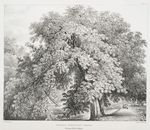 Horse Chestnut trees, Bishops Walk, Fulham.