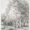 Plane trees, at Buckland Abbey, Devonshire, Seat of Sir Trayton Fuller Ellicott Drake Bartt.