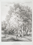 Plane trees, at Buckland Abbey, Devonshire, Seat of Sir Trayton Fuller Ellicott Drake Bartt.