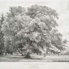 Ilex or Evergreen Oak, at Chorleywood, Herts, Seat of Edmond Morris Esqr.