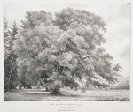 Ilex or Evergreen Oak, at Chorleywood, Herts, Seat of Edmond Morris Esqr.