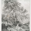 Mountain Ash.
