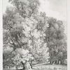 Elm trees, in Holme Park, Berks. Seat of Robt. Palmer Esqr.