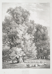 Elm trees, in Holme Park, Berks. Seat of Robt. Palmer Esqr.