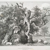 An old Oak, in Aloey Forest, Northamptonshire, belonging to the Crown. Ranger, The Earl Euston.