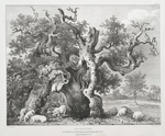 An old Oak, in Aloey Forest, Northamptonshire, belonging to the Crown. Ranger, The Earl Euston.