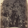 Arbre de Santa-Maria del Tule