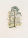 Pinus sylvestris. [a pastoral scene of pines with some deers]