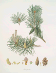 Pinus sylvestris = Scotch fir.