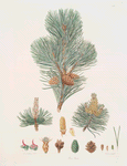 Pinus pumilio = The mugho, or Mountain pine.
