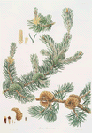 Pinus banksiana = Labrador pine