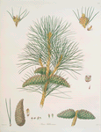 Pinus pallasiana = Tartarian pine.