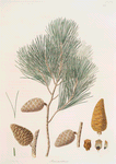 Pinus maritima = Maritime pine