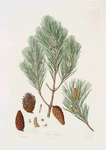 Pinus halepensis = Aleppo pine