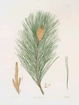 Pinus massoniana = Indian pine