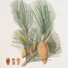Pinus pinaster = The pinaster, or Cluster pine