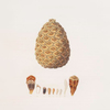 Pinus pinea = The stone pine