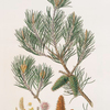 Pinus inops = Jersey pine