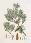 Pinus inops = Jersey pine
