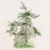 Pinus inops = Jersey pine (drawn from a tree growing in the Royal Garden at Kiw