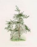 Pinus inops = Jersey pine (drawn from a tree growing in the Royal Garden at Kiw