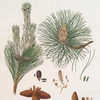 Pinus resinosa = Pitch pine