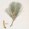 Pinus tæda = Frankincense pine