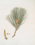 Pinus tæda = Frankincense pine