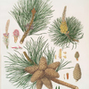 Pinus rigida = Three-leaved Virginian pine