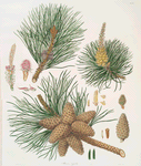 Pinus rigida = Three-leaved Virginian pine