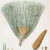 Pinus palustris = Swamp pine
