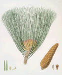 Pinus palustris = Swamp pine