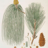 Pinus longifolia = Long-leaved Indian pine