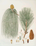 Pinus longifolia = Long-leaved Indian pine