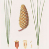 Pinus occidentalis = West Indian pine