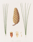 Pinus occidentalis = West Indian pine